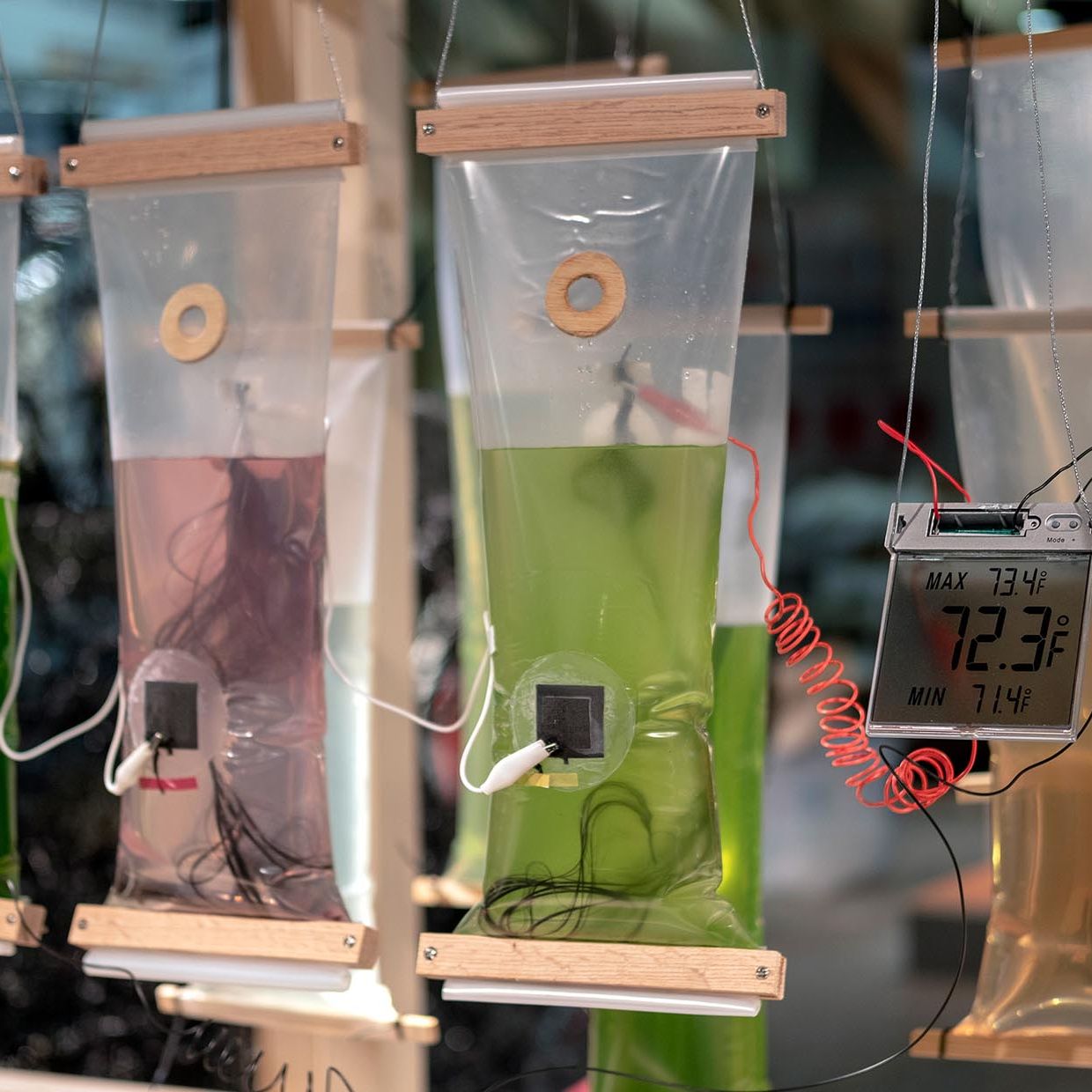 Smarte Biomaterialien - Algenthermometer Fabienne Felder