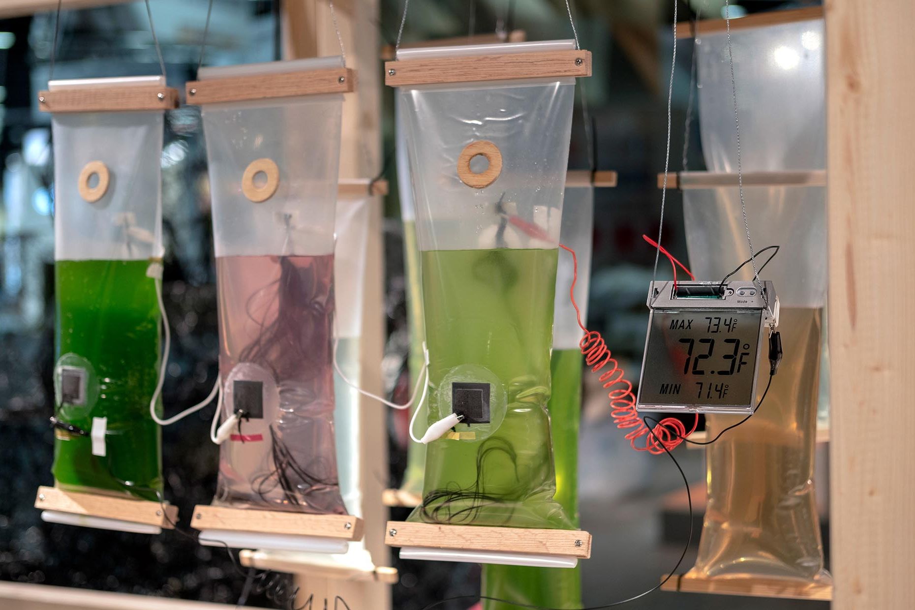 Smarte Biomaterialien - Algenthermometer Fabienne Felder