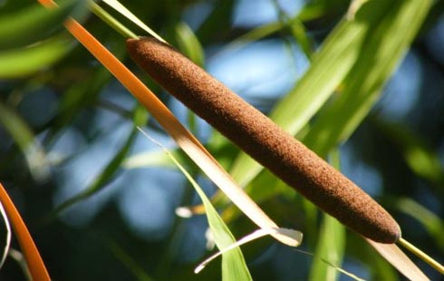 Rohrkolben Dämmstoff