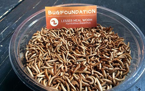 Bug Foundation Mehlwuermer - Essen aus Insekten