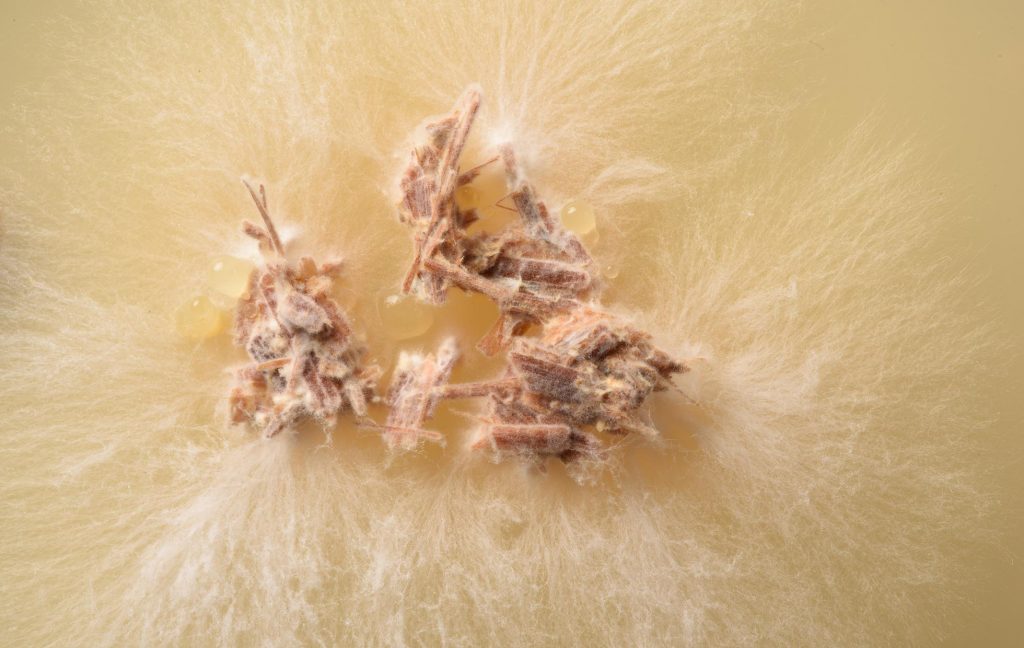 Plizlein, Pilzlein an der Wand Haute Innovation