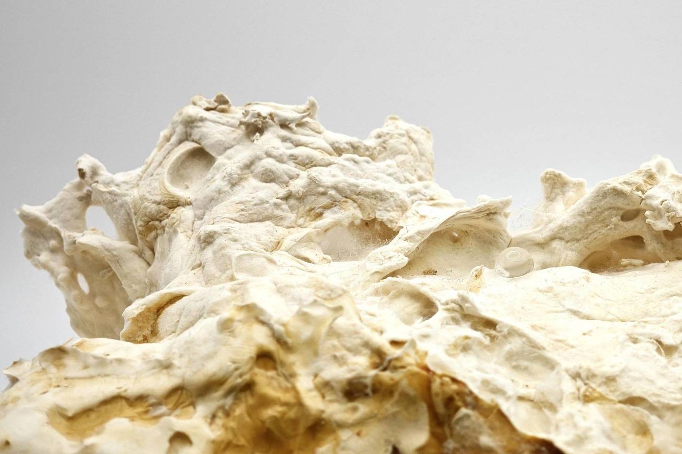 From Nature to Nature - Pilzmyzel - Fungi - Mycoustics