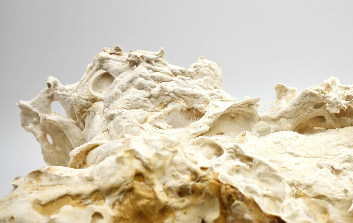 From Nature to Nature - Pilzmyzel - Fungi - Mycoustics