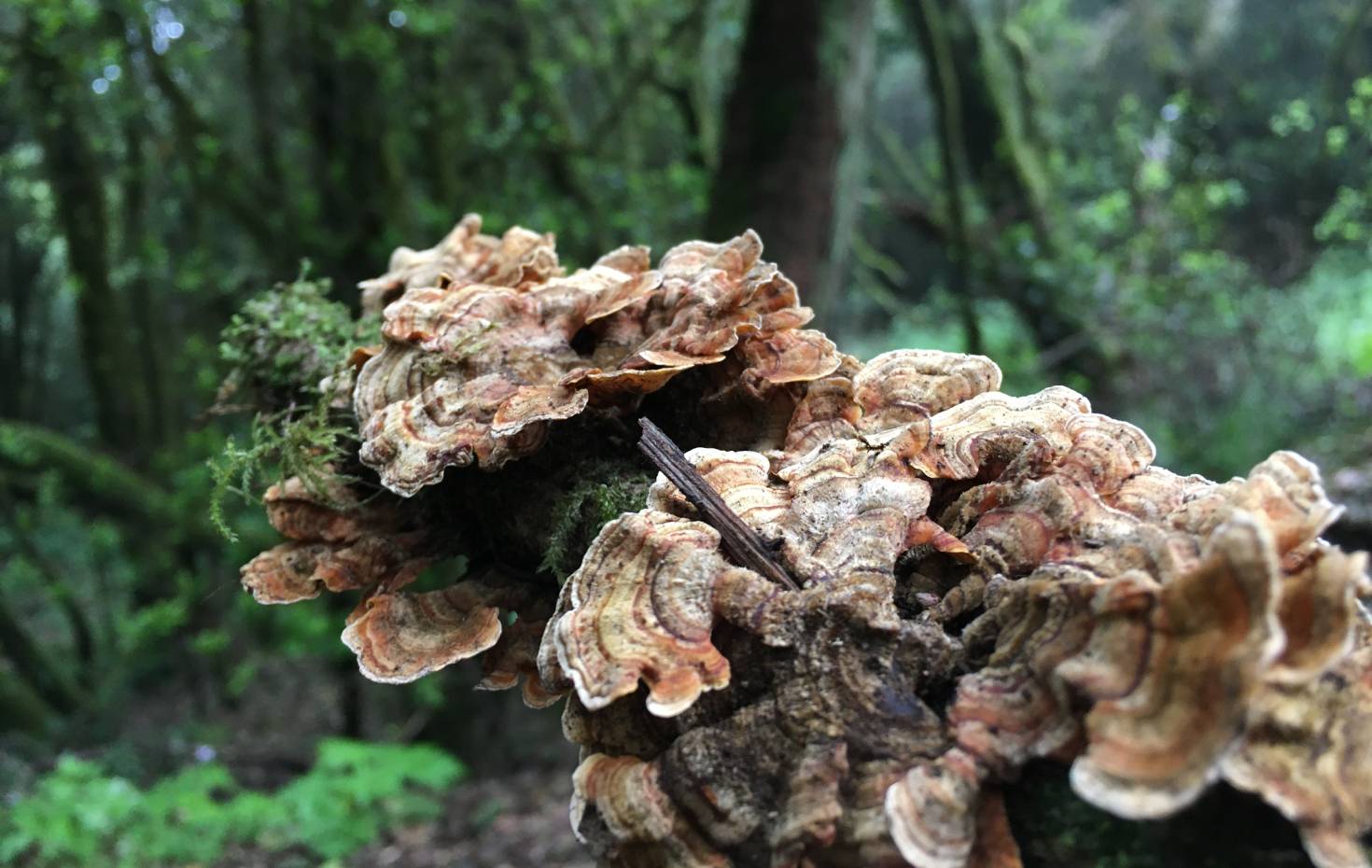 Pilze Natur Freiraum Foto Diana Drewes